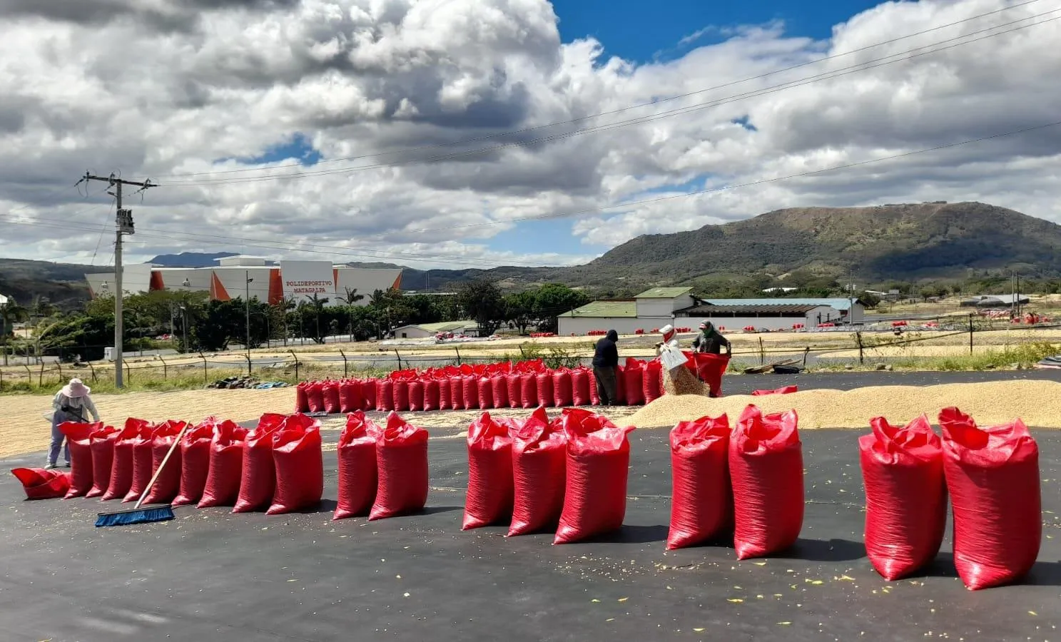 Produccion-de-Cafe--(3)