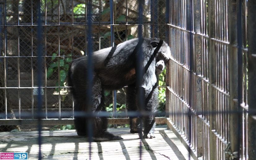 Zoologico-Thomas-Belt-12