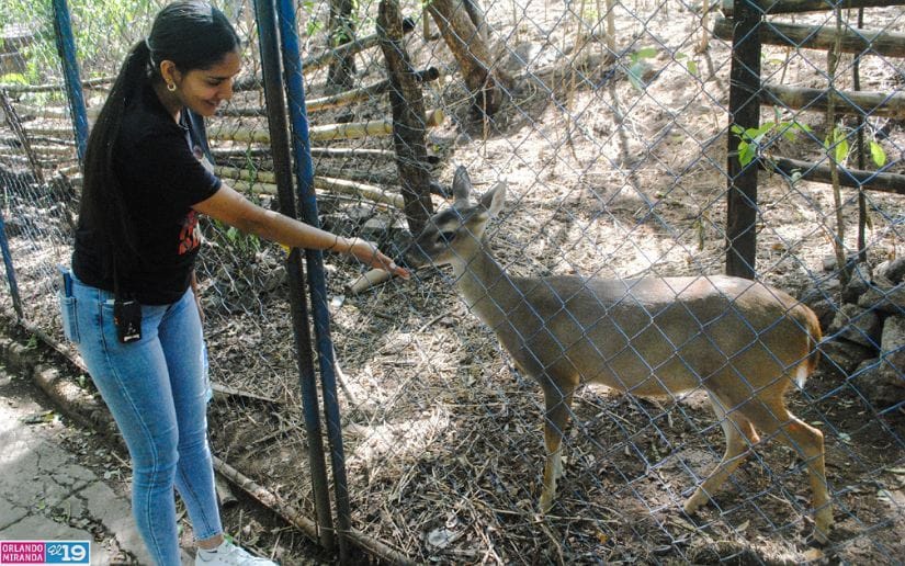 Zoologico-Thomas-Belt-15