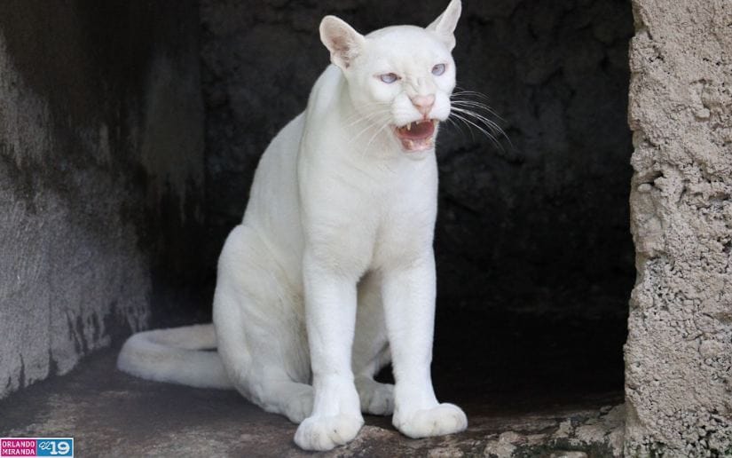 Zoologico-Thomas-Belt-5