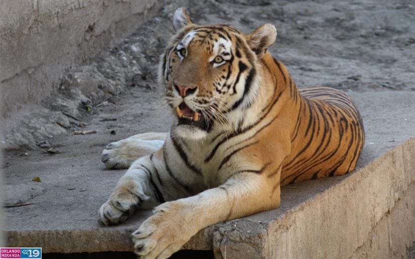 Zoologico-Thomas-Belt-7