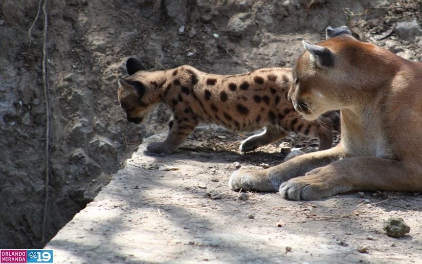 Zoologico-Thomas-Belt-8