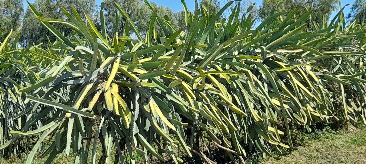 PITAYA2