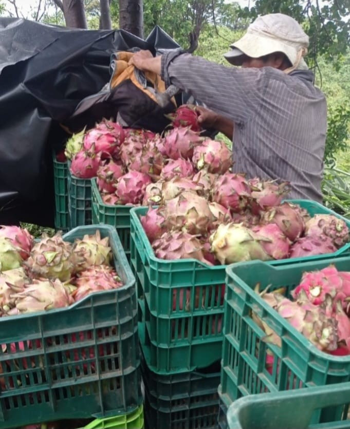 PITAYA6