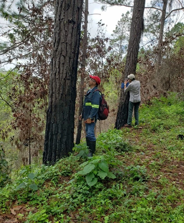 PINOS2