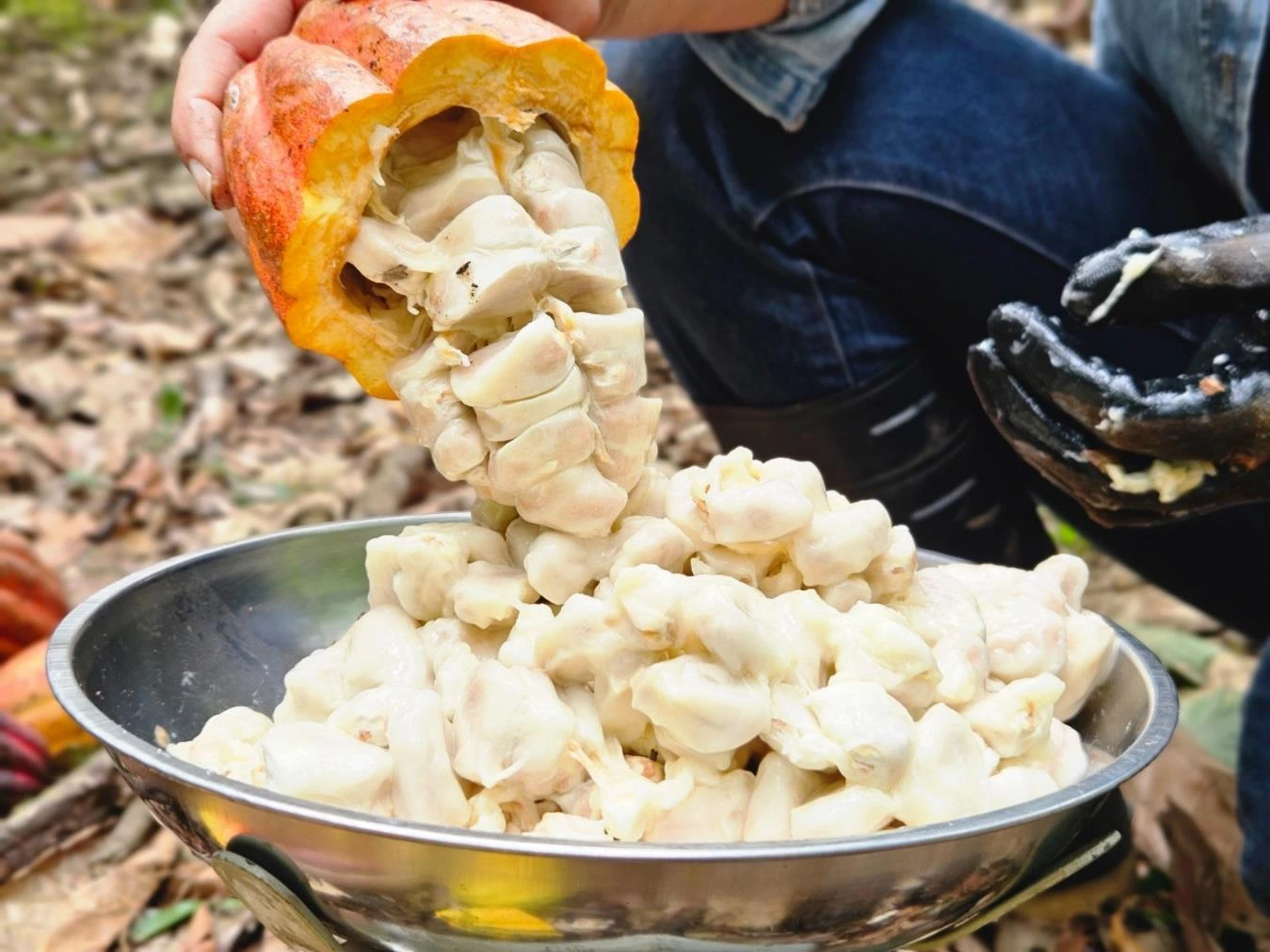 CACAO1