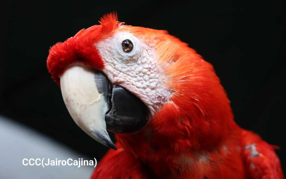 ZOOLOGICO-(1)