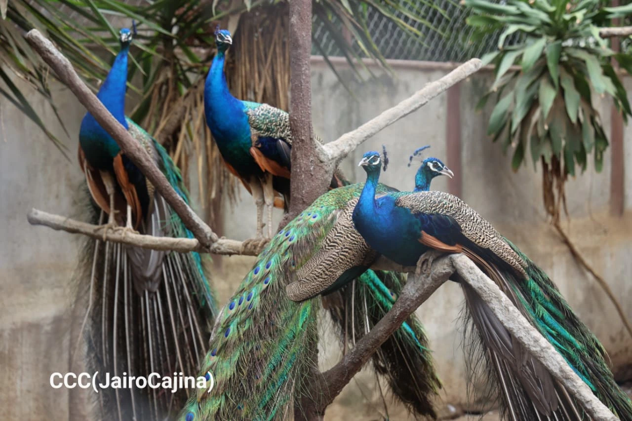 ZOOLOGICO-(10)