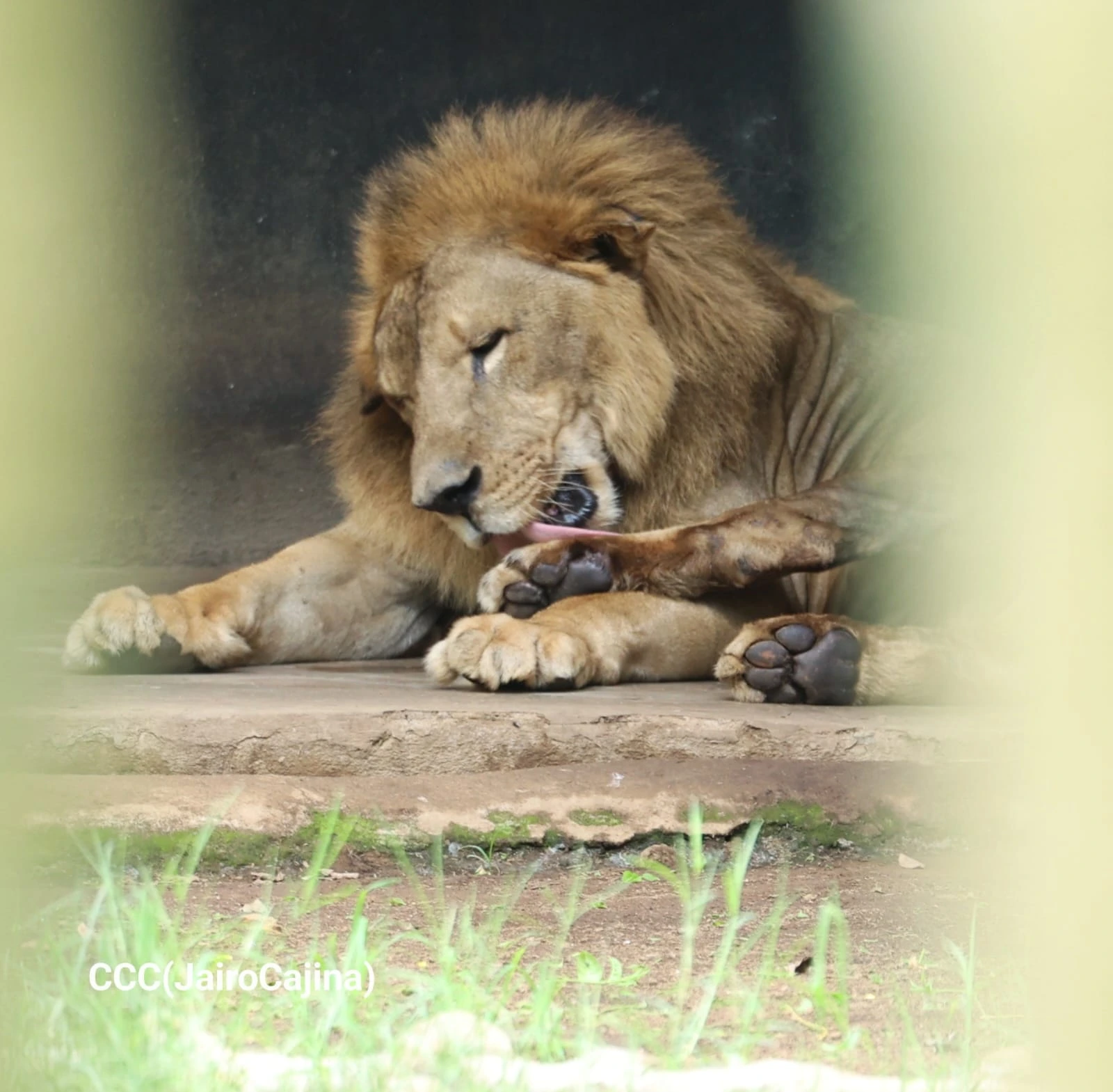 ZOOLOGICO-(3)