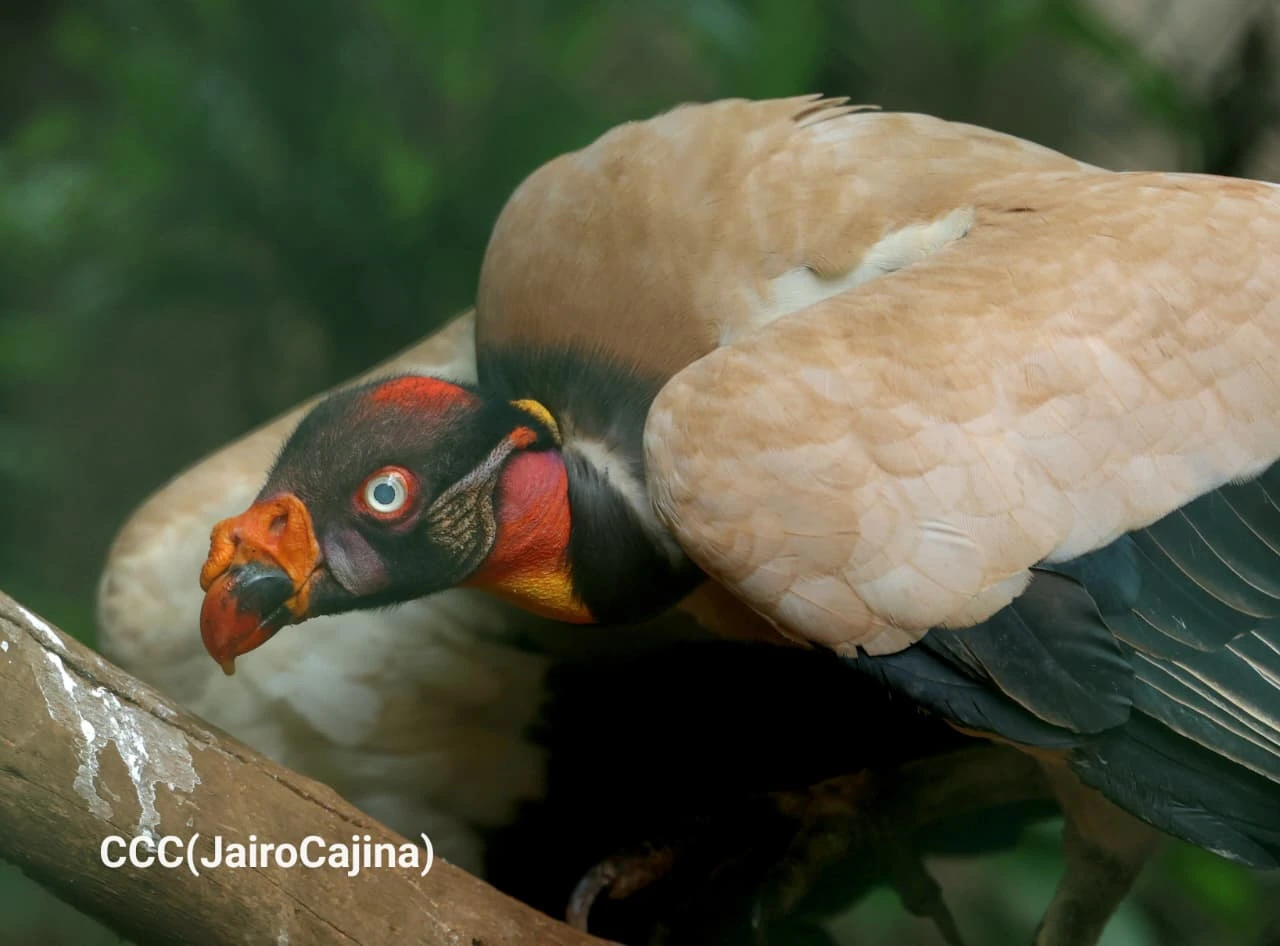 ZOOLOGICO-(4)