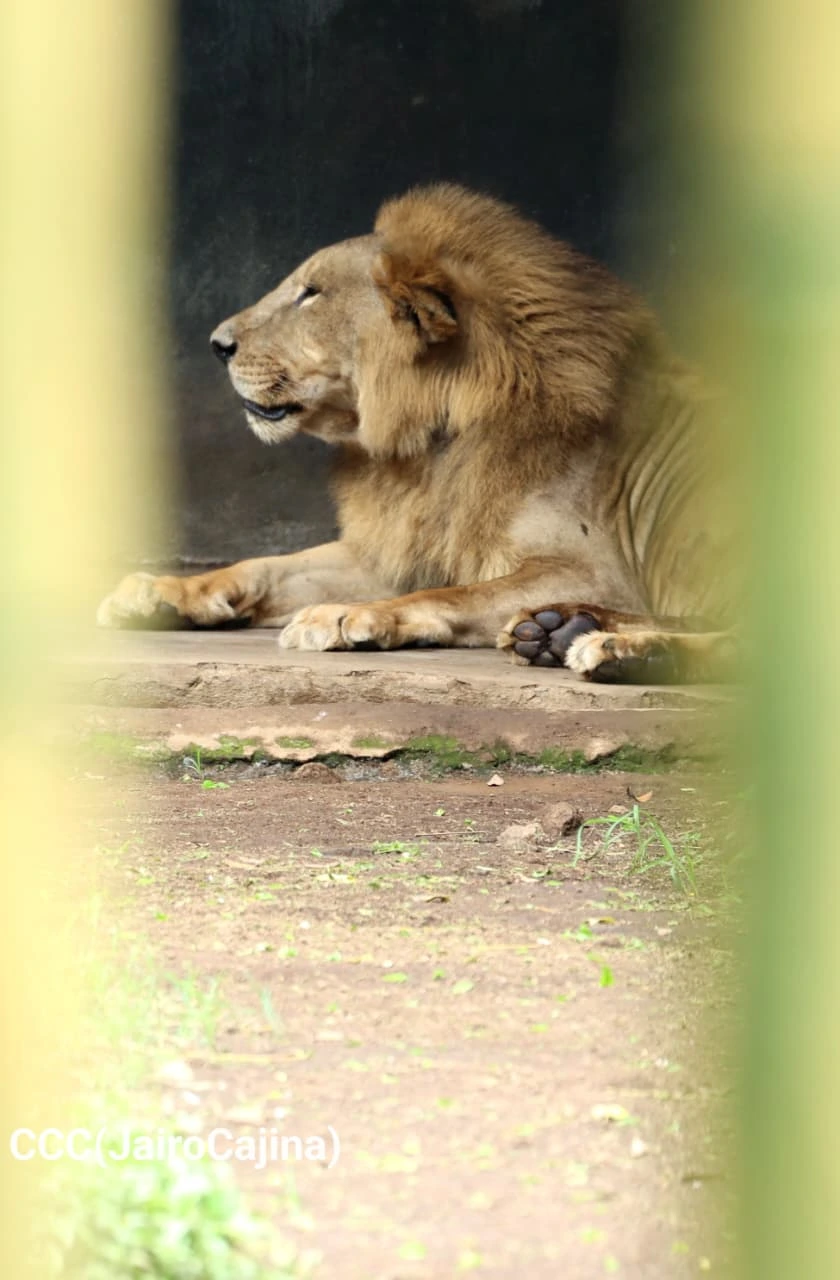 ZOOLOGICO-(5)