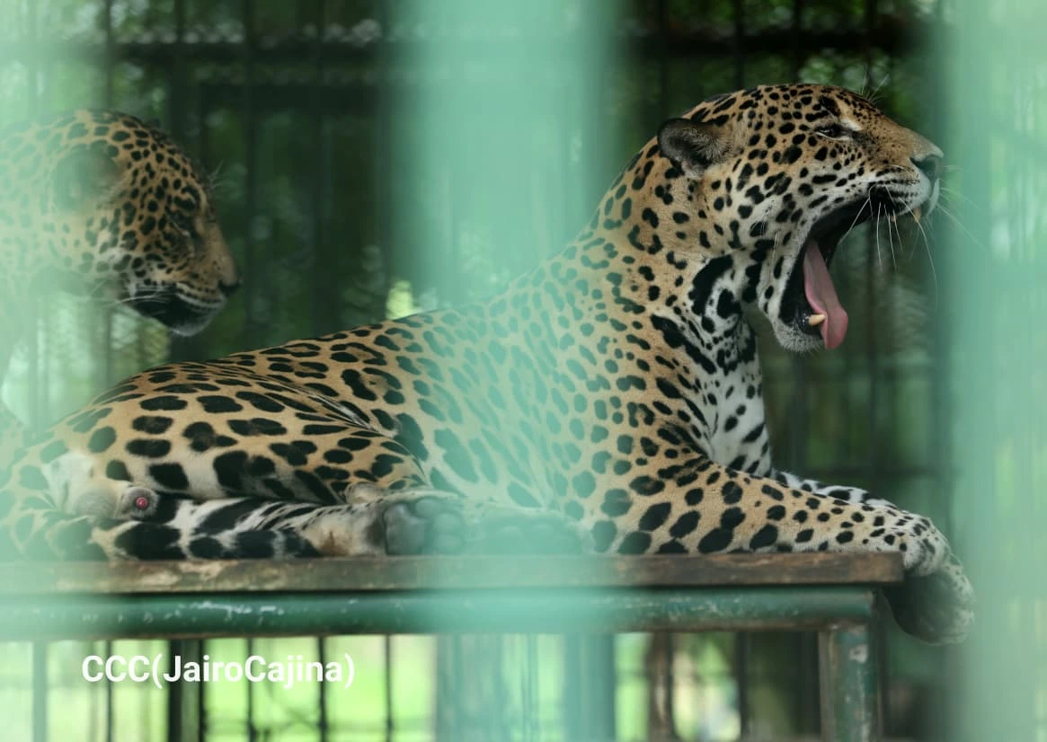 ZOOLOGICO-(7)