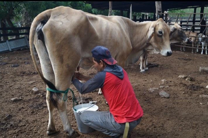 LECHE1