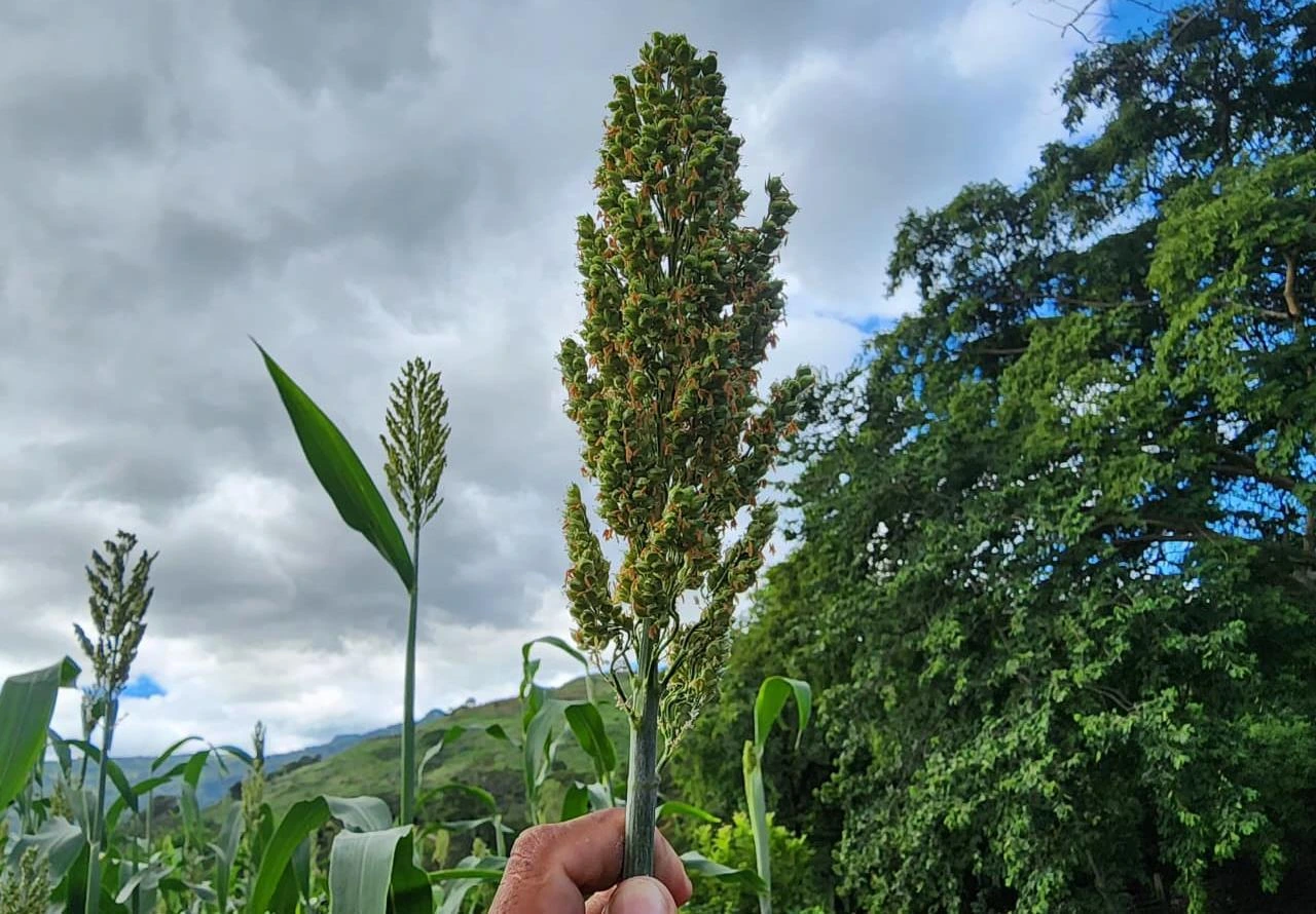 SORGO3