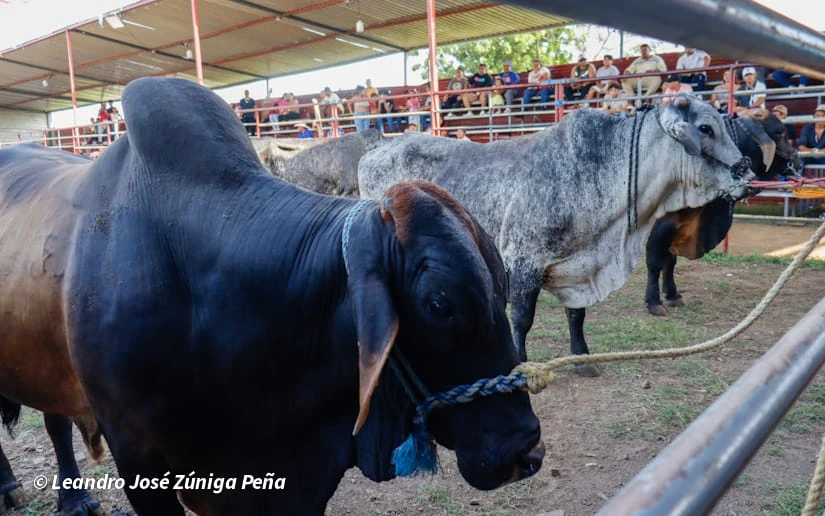 TOROS-(1)