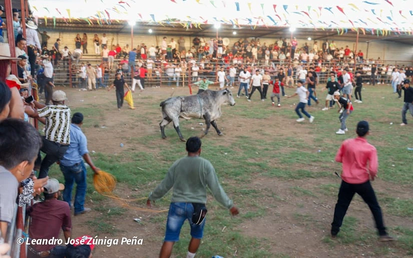 TOROS-(20)