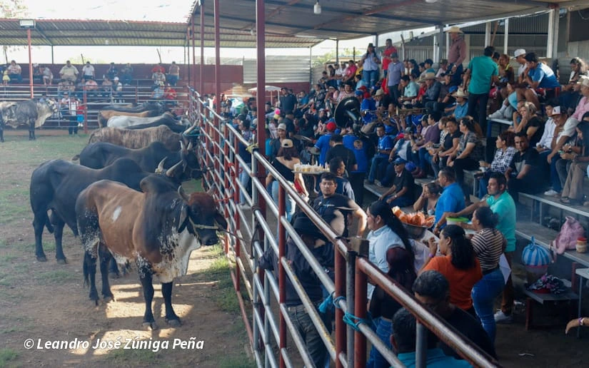 TOROS-(4)