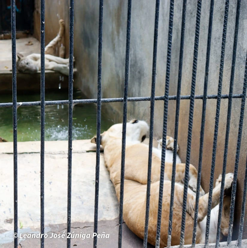 ZOOLOGICO-(21)