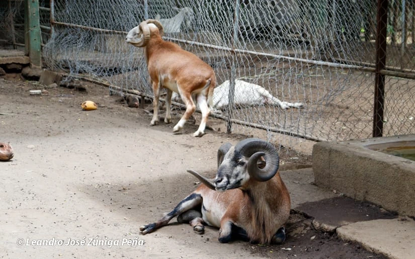 ZOOLOGICO-(23)