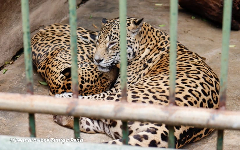 ZOOLOGICO-(4)