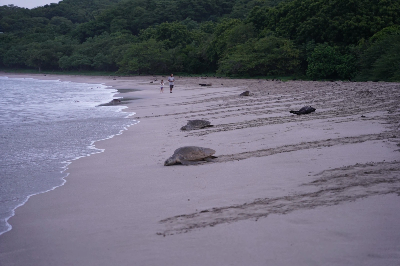 TORTUGAS8