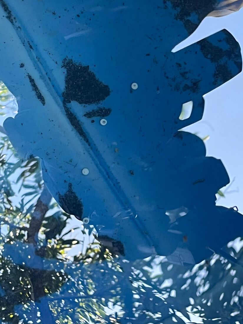 MINSA-5