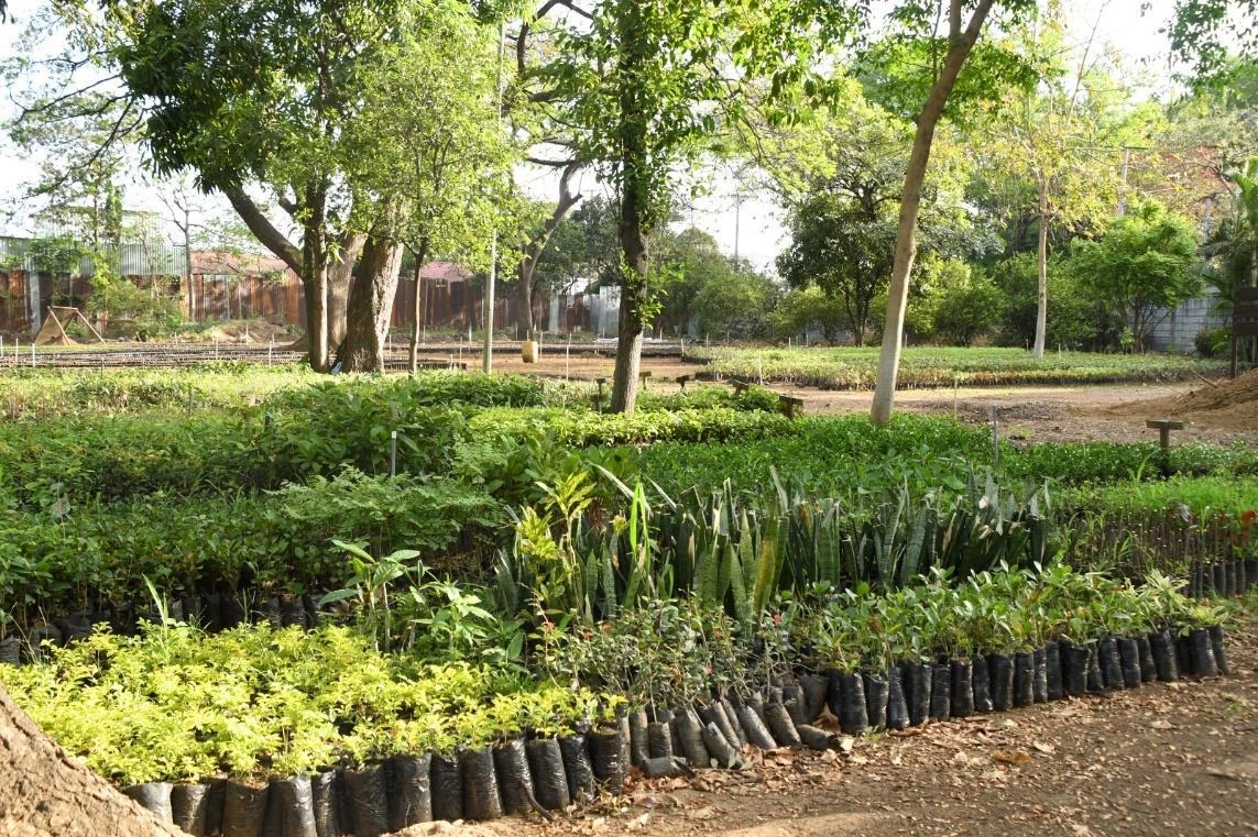 PLANTAS1