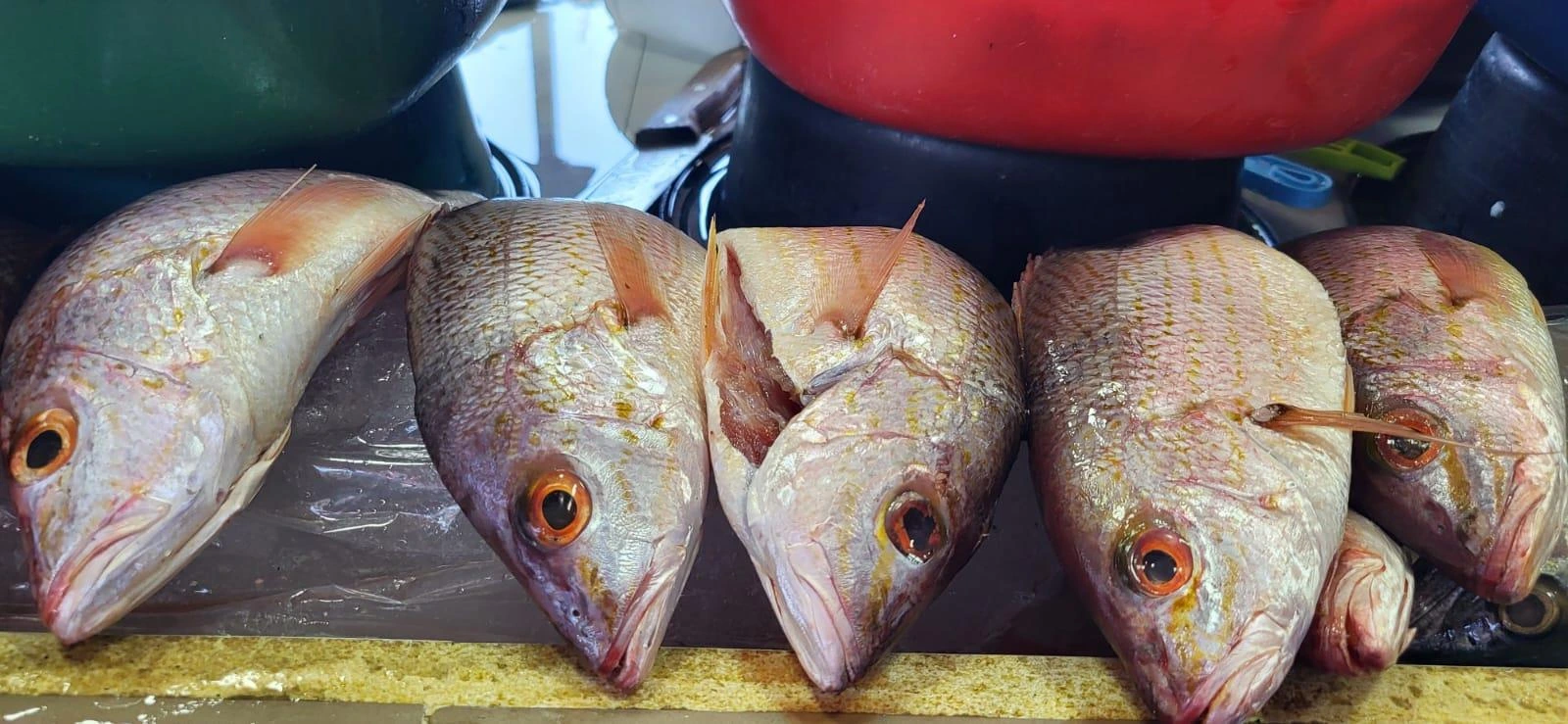 INPESCA3