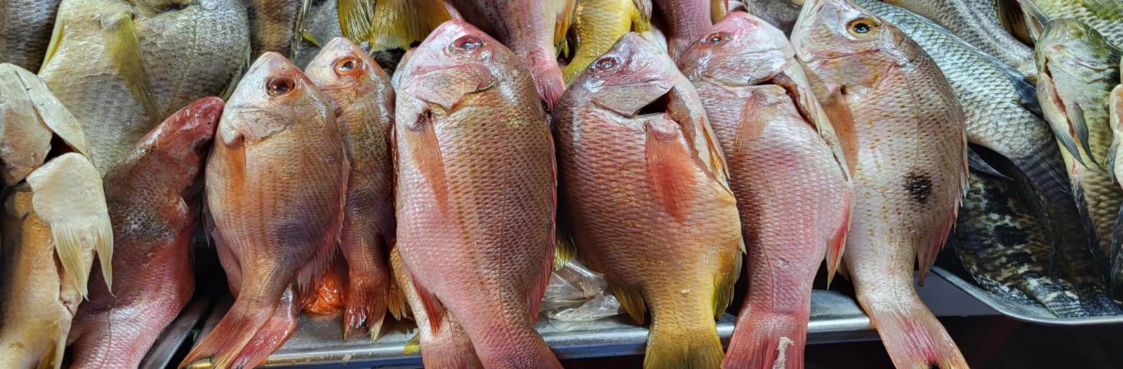 INPESCA8