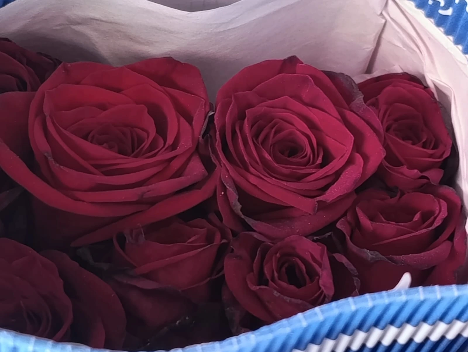 FLORES1