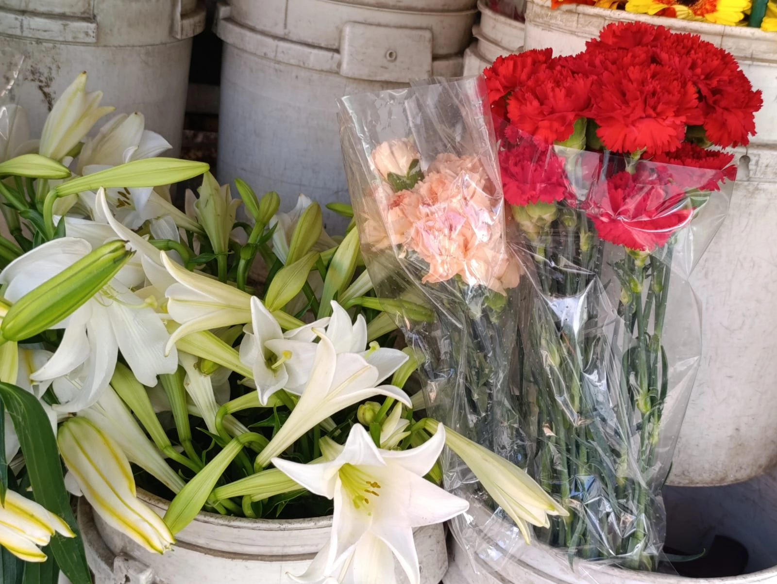 FLORES2